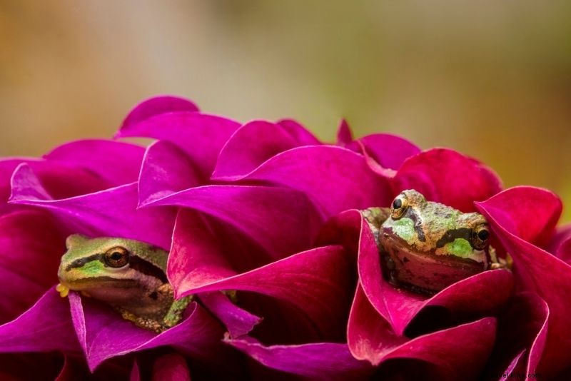 50 Fun & Unusual Things to Do in Portland, Oregon: Ultimate Insider Guide