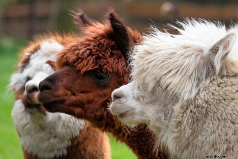 50 Fun & Unusual Things to Do in Portland, Oregon: Ultimate Insider Guide