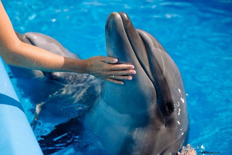 Discover 38 Top Things to Do in Key Largo, Florida: Ultimate Guide