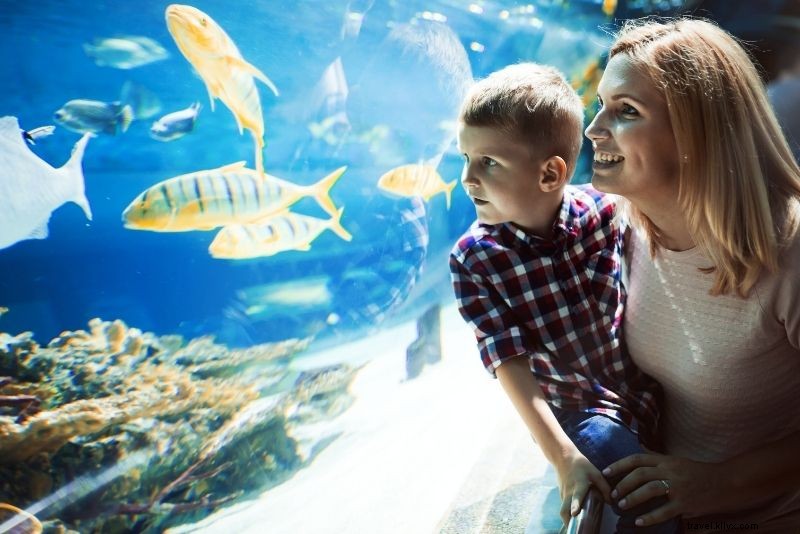 Discover 38 Top Things to Do in Key Largo, Florida: Ultimate Guide