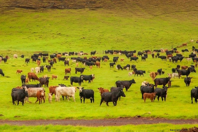 61 Must-Do Activities & Top Tours on Hawaii s Big Island