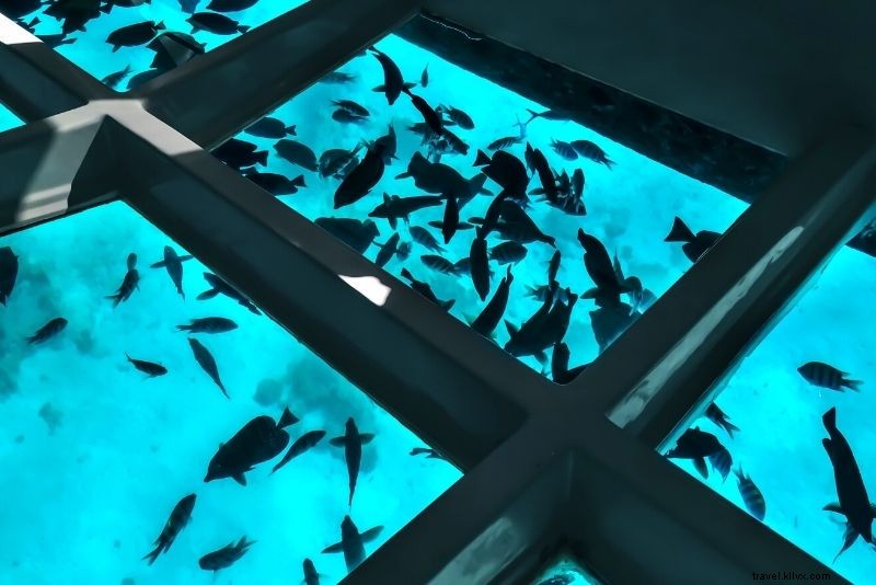 61 Must-Do Activities & Top Tours on Hawaii s Big Island