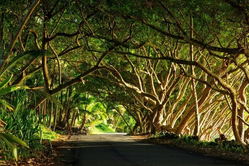 61 Must-Do Activities & Top Tours on Hawaii s Big Island