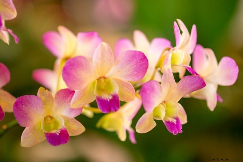 Discover 41 Epic Things to Do in Kauai, Hawaii: Top Tours & Adventures