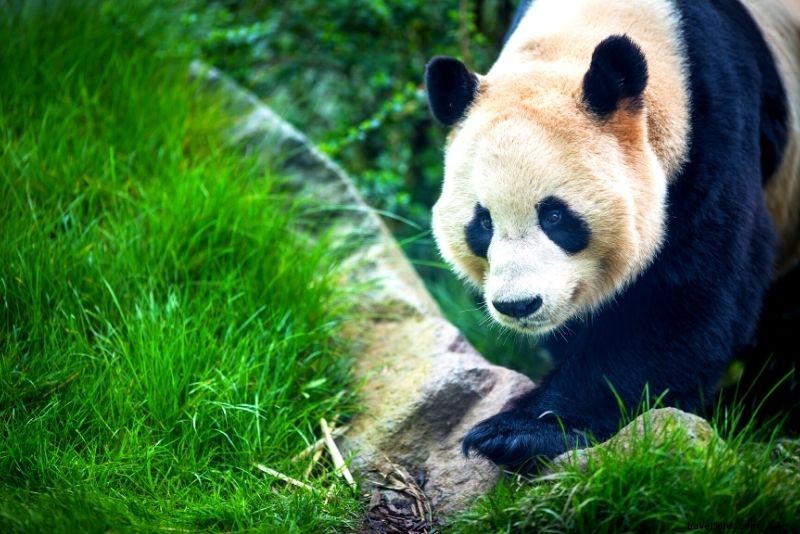 67 Best Things to Do in Edinburgh: Ultimate Guide to Fun Adventures