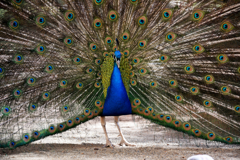 Top 26 Things to Do in Kos, Greece: Ultimate Travel Guide