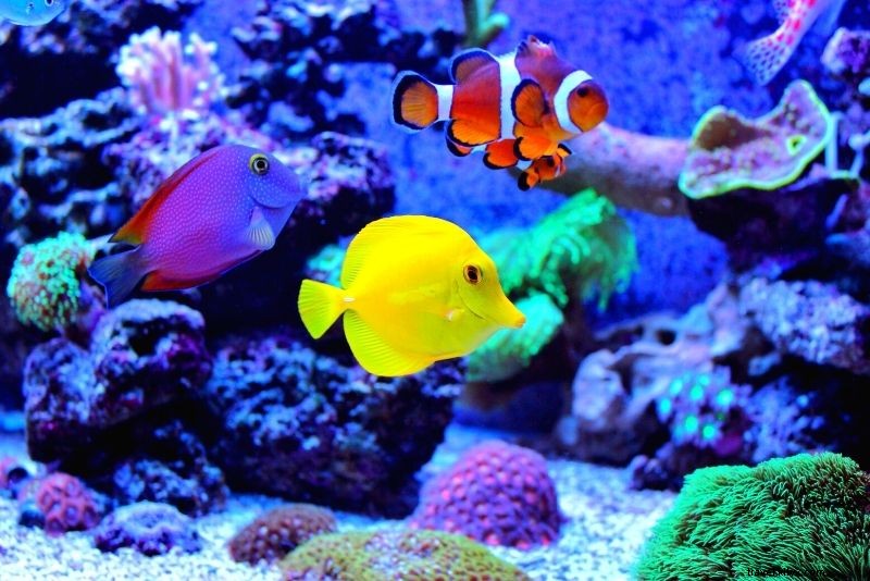 Discover 100 Fun & Unusual Things to Do in Paris, France