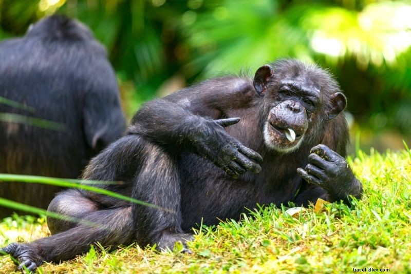 60 Exciting Things to Do in Tampa, Florida: Beaches, Nightlife & Theme Parks