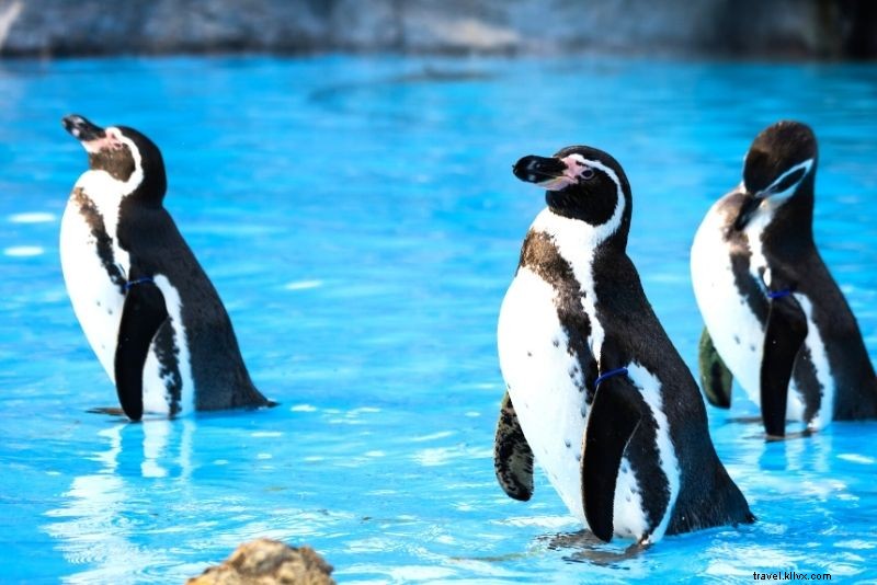 60 Exciting Things to Do in Tampa, Florida: Beaches, Nightlife & Theme Parks