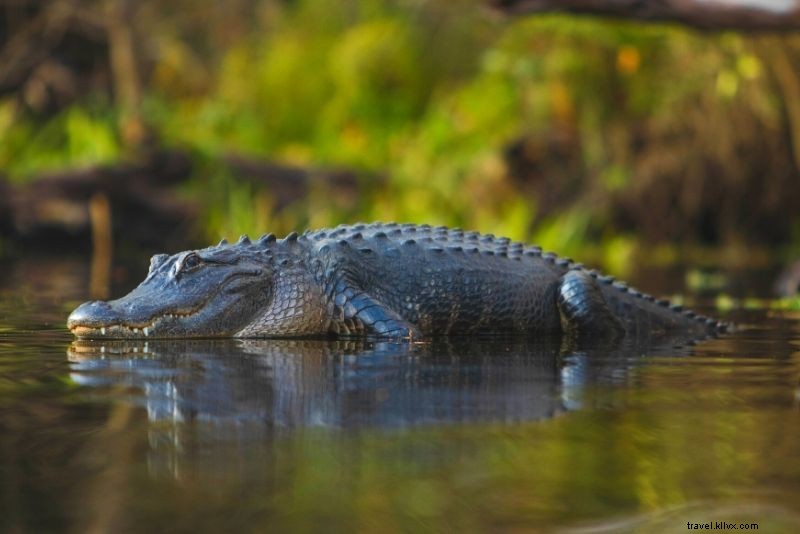 60 Exciting Things to Do in Tampa, Florida: Beaches, Nightlife & Theme Parks