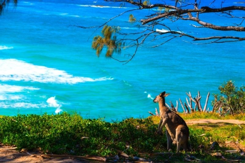 66 Must-Do Activities on Australia s Gold Coast: Beaches, Adventure & Nightlife