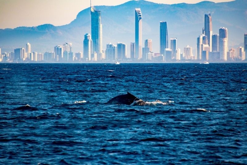 66 Must-Do Activities on Australia s Gold Coast: Beaches, Adventure & Nightlife