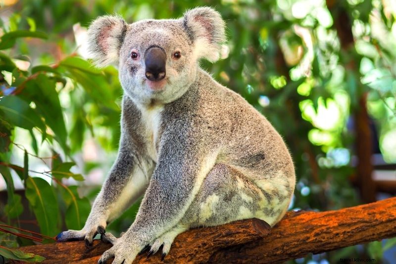 Discover 63 Unmissable Things to Do in Brisbane, Australia