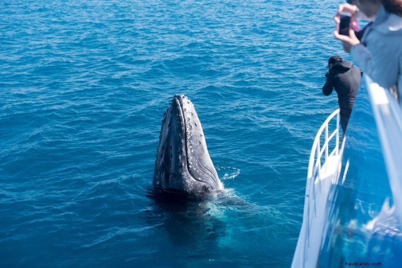 Discover 63 Unmissable Things to Do in Brisbane, Australia