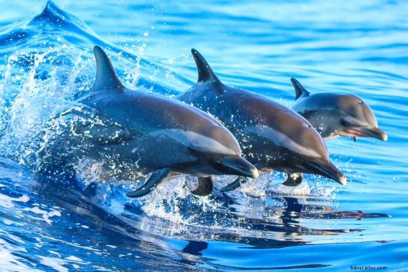 Discover 63 Unmissable Things to Do in Brisbane, Australia