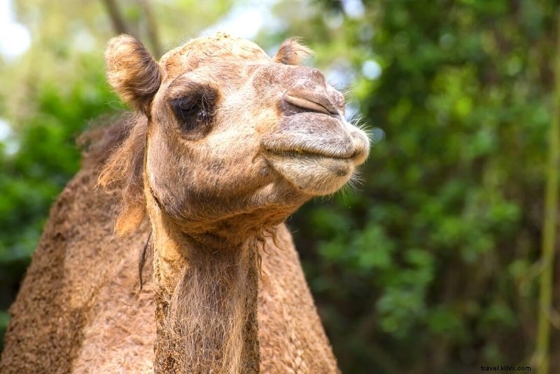 Discover 63 Unmissable Things to Do in Brisbane, Australia