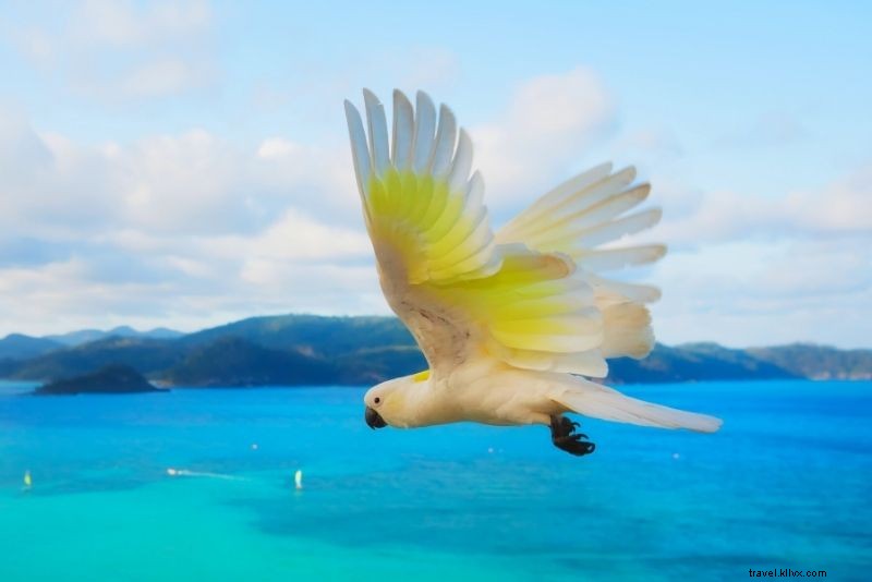 Discover 30 Unmissable Things to Do in Airlie Beach, Queensland