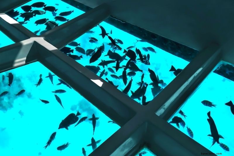 Discover 30 Unmissable Things to Do in Airlie Beach, Queensland