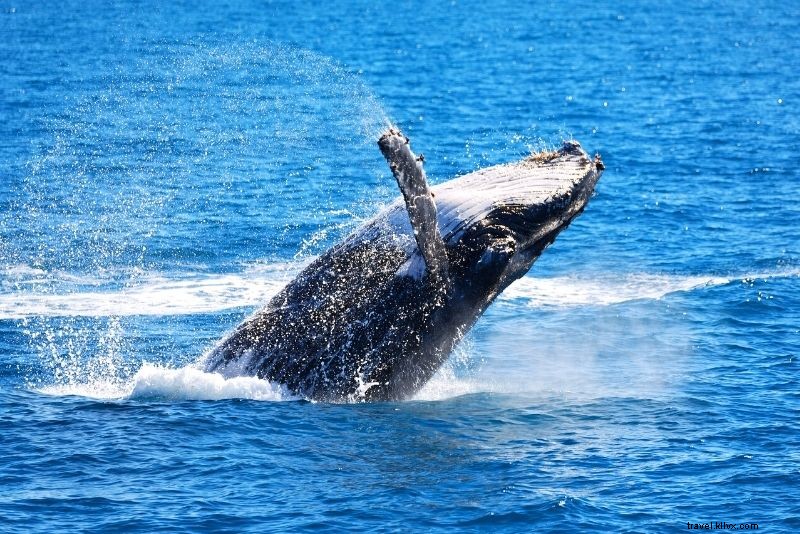 Discover 30 Unmissable Things to Do in Airlie Beach, Queensland