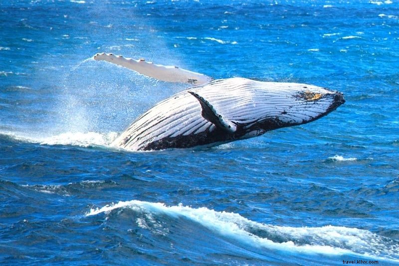 Discover 56 Exciting Things to Do in Cairns: Ultimate Guide to Fun Adventures