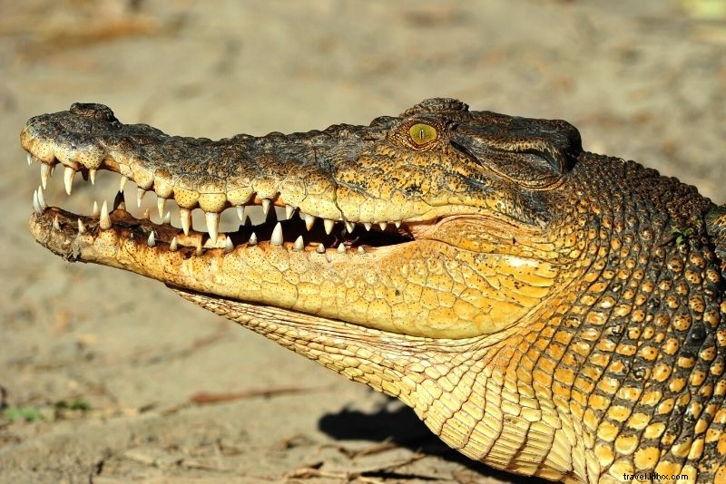 Discover 56 Exciting Things to Do in Cairns: Ultimate Guide to Fun Adventures