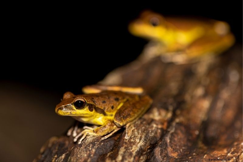 Discover 56 Exciting Things to Do in Cairns: Ultimate Guide to Fun Adventures