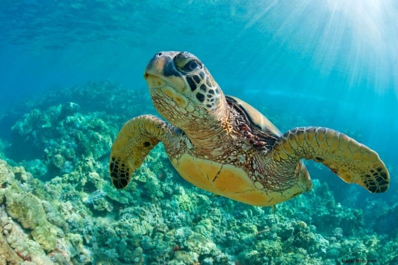 63 Epic Things to Do in Maui, Hawaii: Ultimate Island Adventure Guide