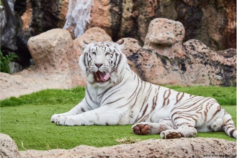 Discover 40 Unique and Unusual Things to Do in Tenerife