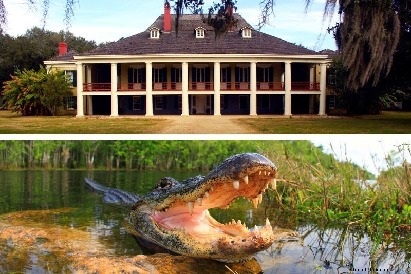 Top 16 New Orleans Swamp Tours: Alligators, Plantations & Bayou Adventures