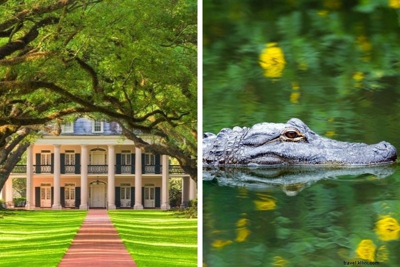 Top 16 New Orleans Swamp Tours: Alligators, Plantations & Bayou Adventures