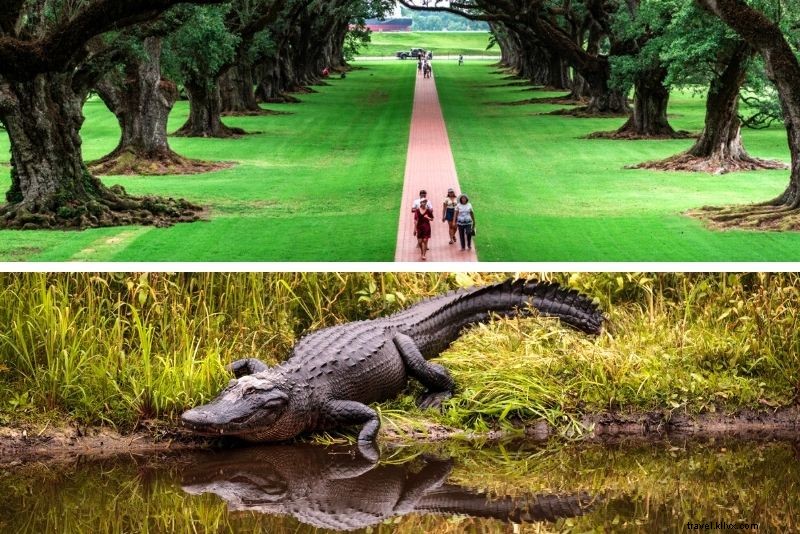 Top 16 New Orleans Swamp Tours: Alligators, Plantations & Bayou Adventures