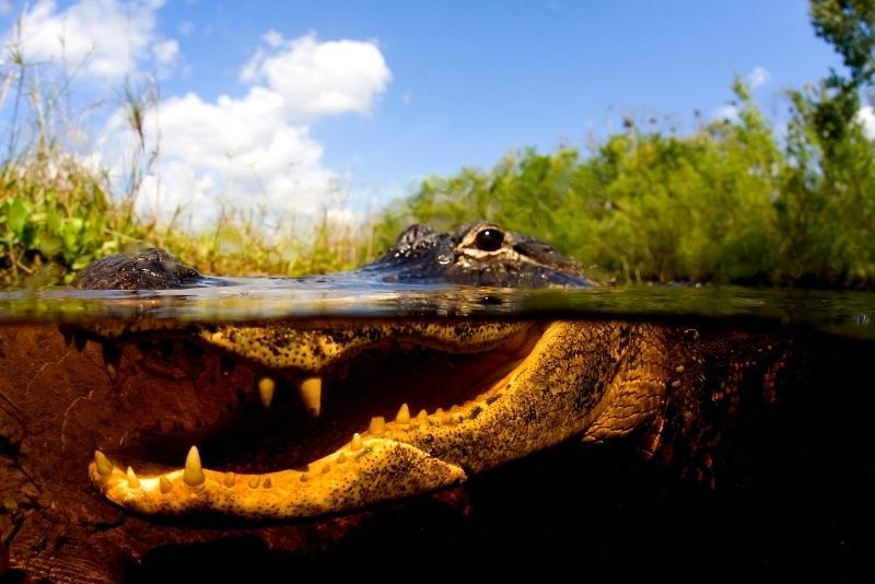 Top 16 New Orleans Swamp Tours: Alligators, Plantations & Bayou Adventures