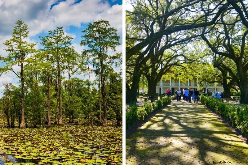 Top 16 New Orleans Swamp Tours: Alligators, Plantations & Bayou Adventures