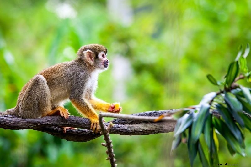 Discover 56 Must-Do Activities in Gatlinburg, Tennessee: Ultimate Smoky Mountains Guide