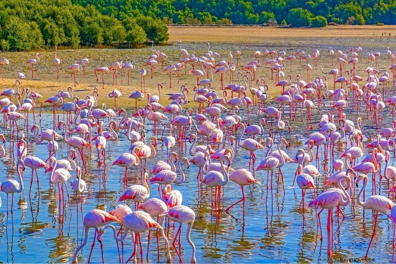 100 Exciting Things to Do in Dubai: Ultimate Activities Guide