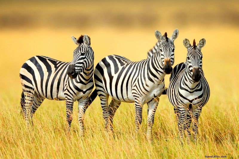 99 Best Things to Do in Orlando, Florida: Ultimate Guide Beyond Theme Parks