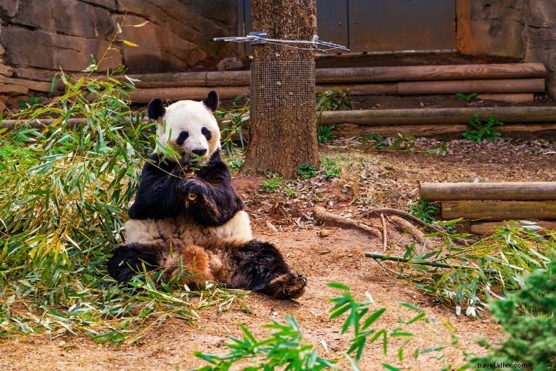 Discover 68 Fun Things to Do in Atlanta: Ultimate Guide