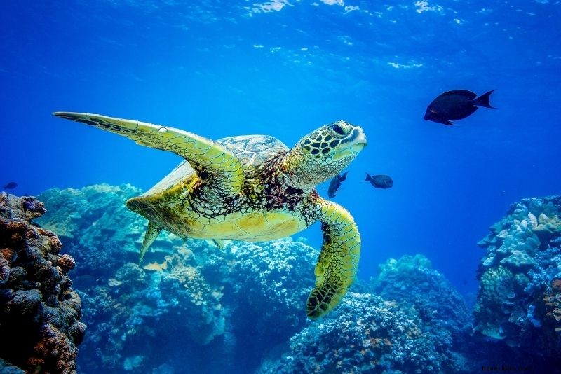 76 Fun & Unusual Things to Do in New Orleans: Discover Hidden Gems