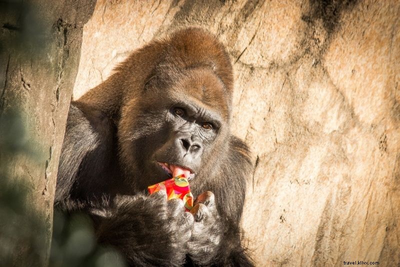 76 Fun & Unusual Things to Do in New Orleans: Discover Hidden Gems