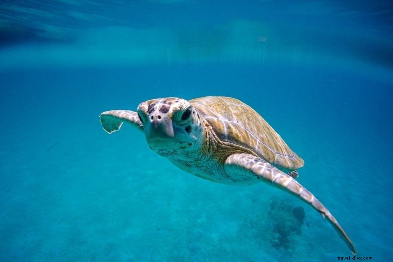 48 Best Things to Do in Key West, Florida: Ultimate Adventure Guide