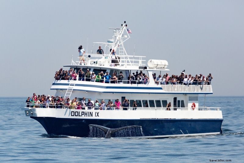 Ultimate Guide to Boston Whale Watching Cruises: Prices, Best Times & Essential Tips