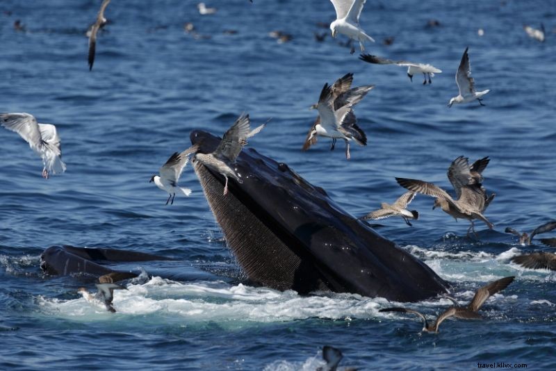 Ultimate Guide to Boston Whale Watching Cruises: Prices, Best Times & Essential Tips