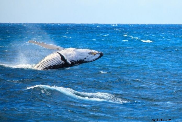 Ultimate Guide to Boston Whale Watching Cruises: Prices, Best Times & Essential Tips