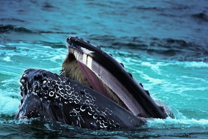 Ultimate Guide to Boston Whale Watching Cruises: Prices, Best Times & Essential Tips