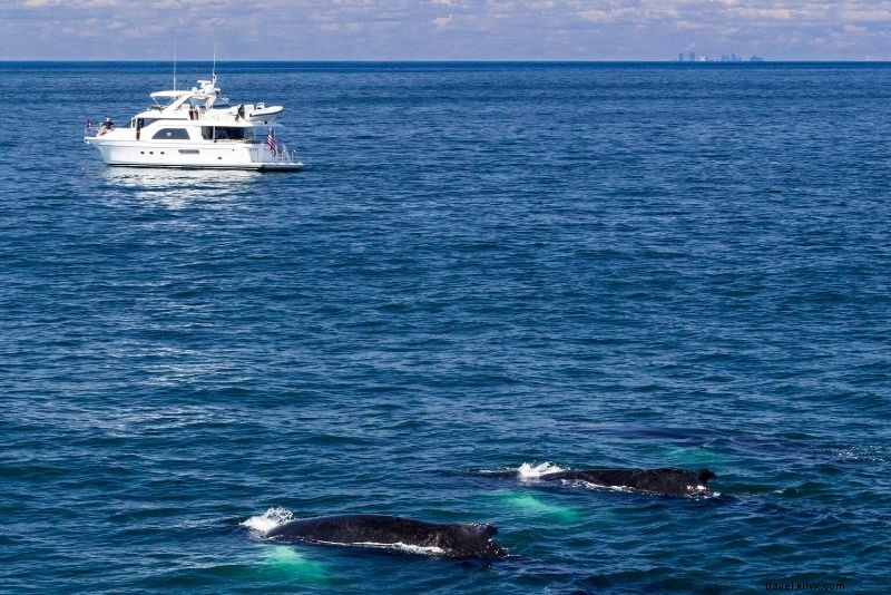Ultimate Guide to Boston Whale Watching Cruises: Prices, Best Times & Essential Tips