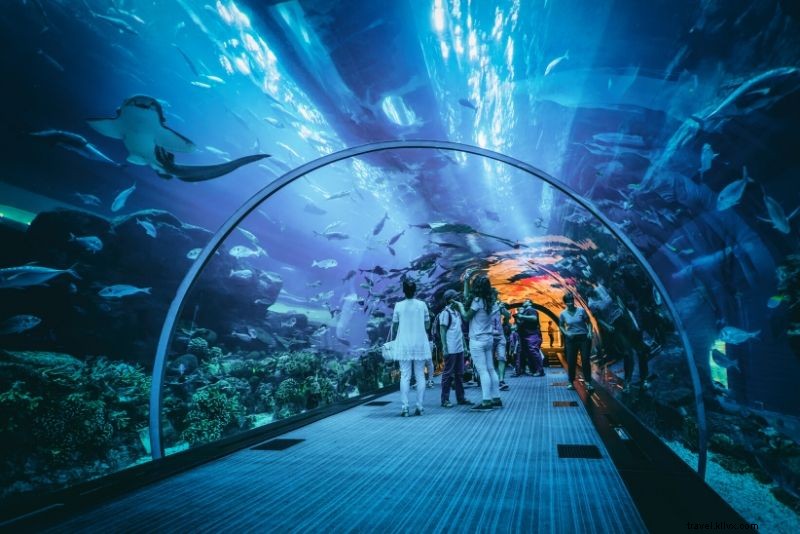 Discover the 50 Best Aquariums Worldwide: Top Must-Visit Marine Wonders