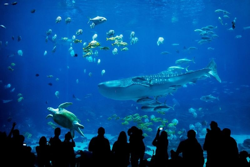 Discover the 50 Best Aquariums Worldwide: Top Must-Visit Marine Wonders