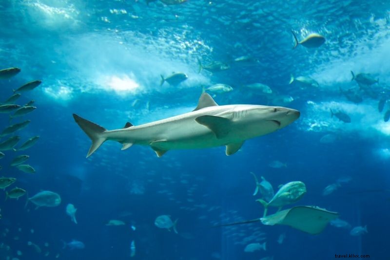 Discover the 50 Best Aquariums Worldwide: Top Must-Visit Marine Wonders