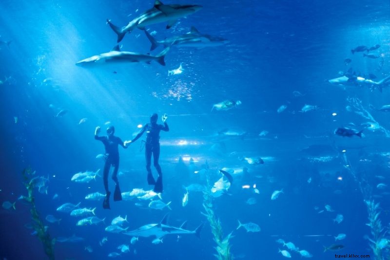 Discover the 50 Best Aquariums Worldwide: Top Must-Visit Marine Wonders