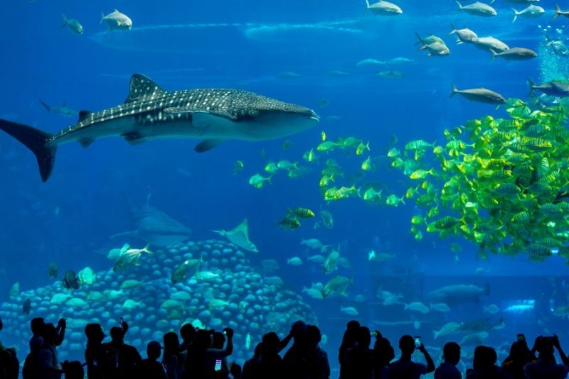 Discover the 50 Best Aquariums Worldwide: Top Must-Visit Marine Wonders